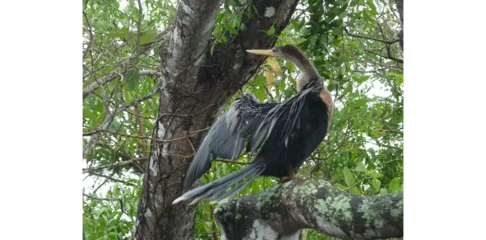Madidi National Park river view