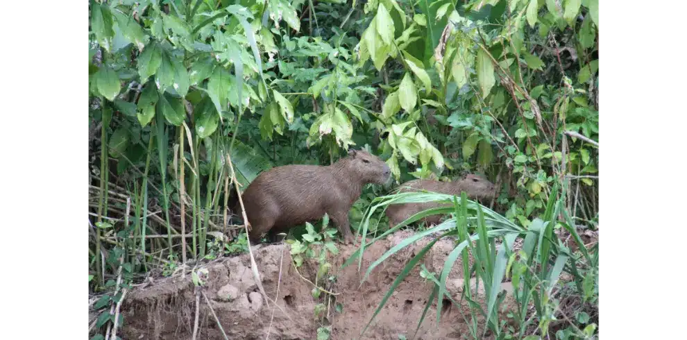 Madidi National Park forest scene