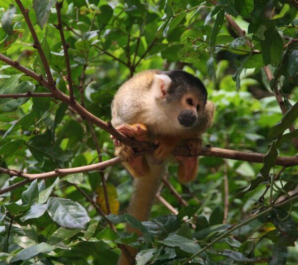 Madidi National Park