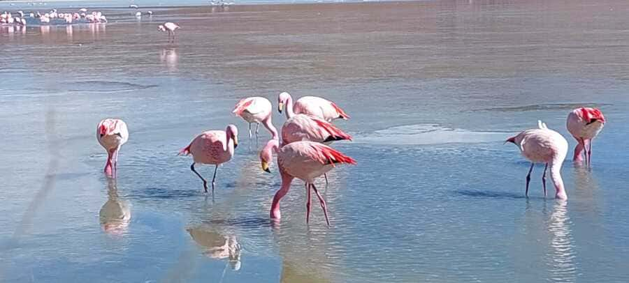 Flamencos from Laguna Colorada-Bolivia